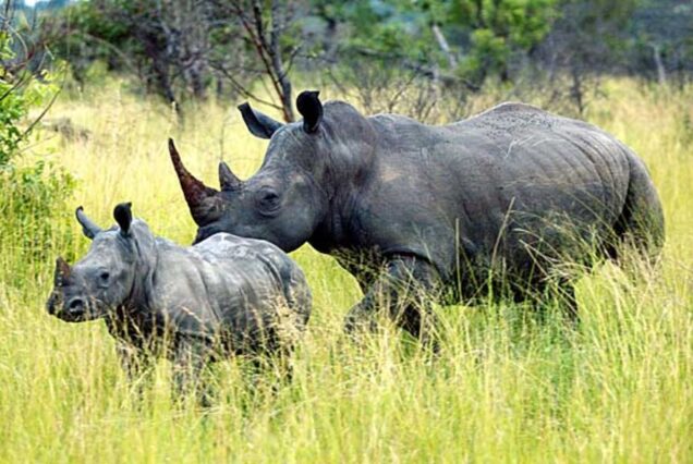 6 Days Big Five Mid-Range Tanzania Safari