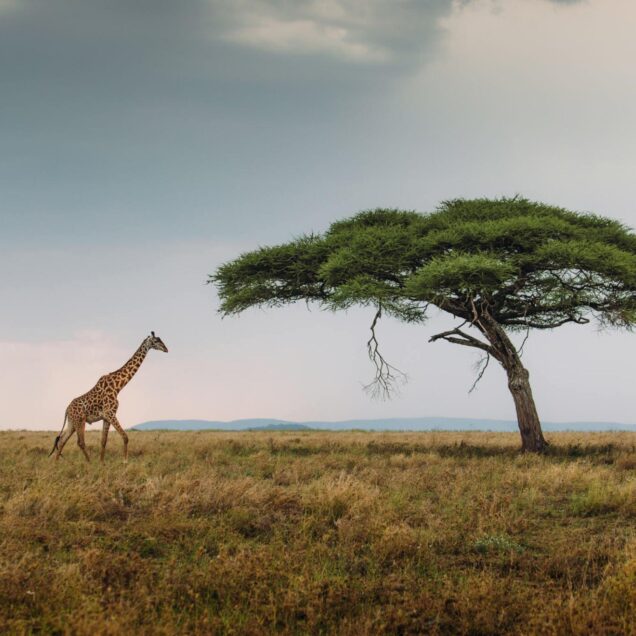 Serengeti National Park