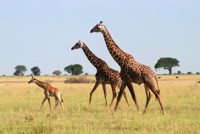 9 Day Safari Adventure through Tanzania Northern Circuit