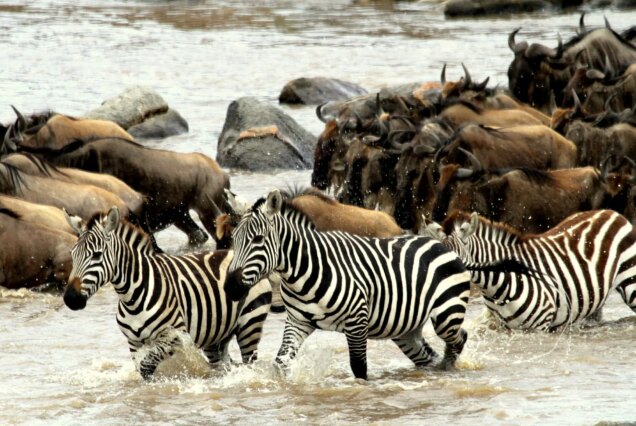 8 Day Mara River Wildebeest Crossing Tour Witness the Dramatic