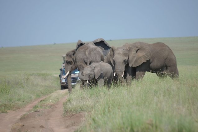 5 Days Northern Highlights Safari: Mid-Range Adventure