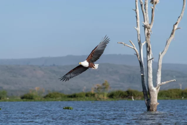 Day Trip Authentic Lake Duluti Adventure Tour in Arusha