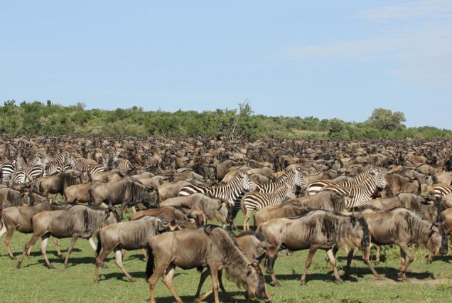 8 Days Ndutu Migration Adventure
