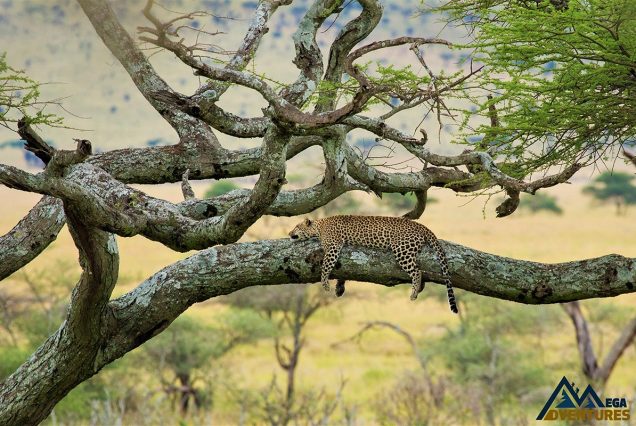 8-Day Kilimanjaro Trekking & Safari to Ngorongoro & Tarangire