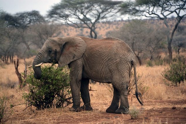 3 Days Tanzania Safari Experience: Tarangire & Ngorongoro