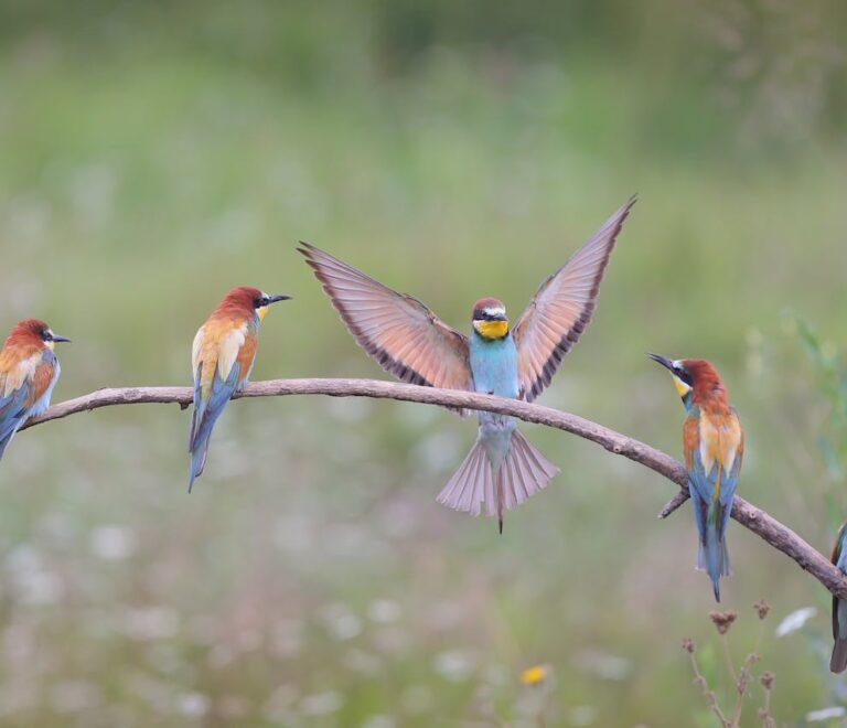 Tanzania Bird Watching Safari - Bee Eater