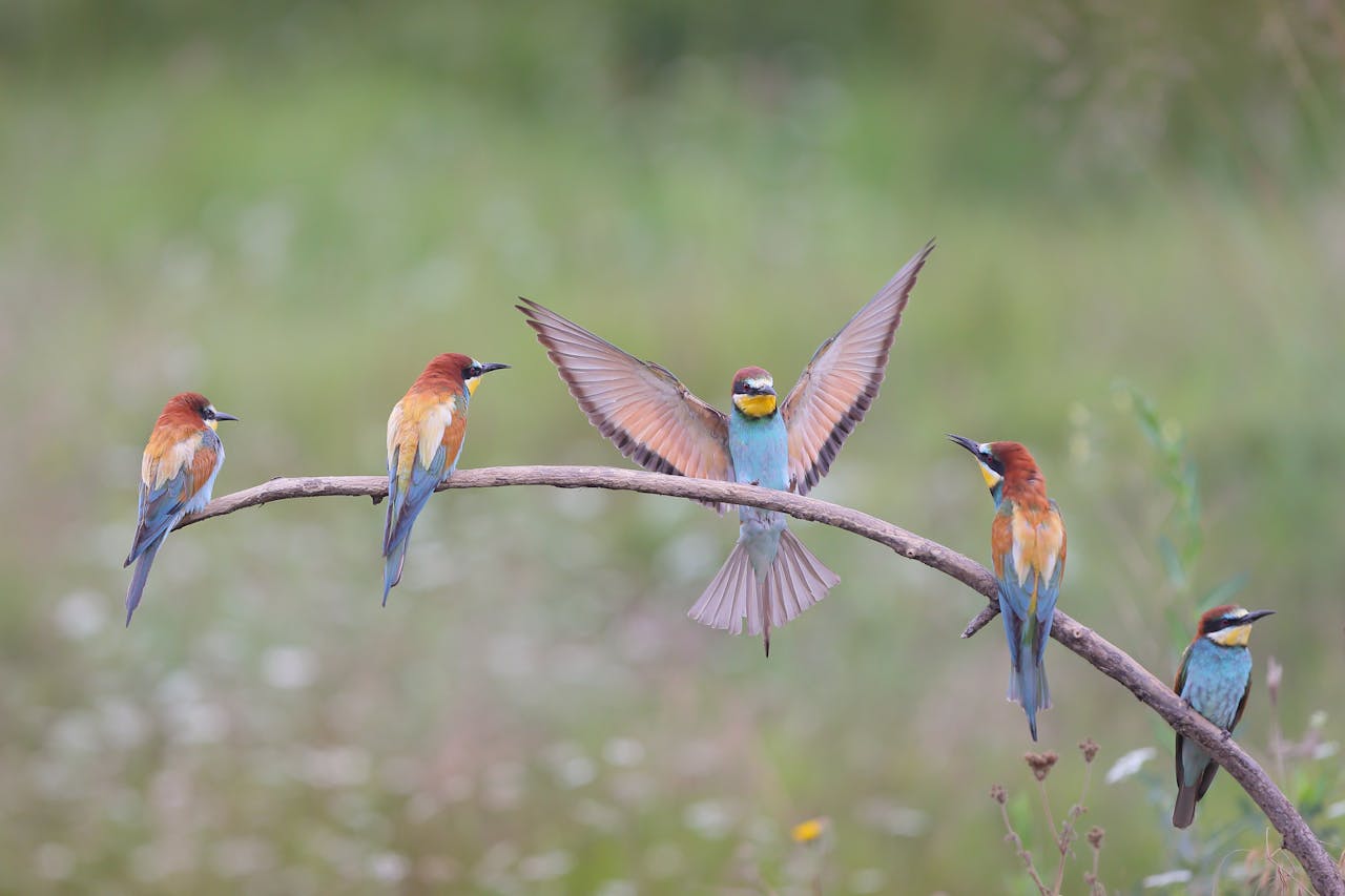 Tanzania Bird Watching Safari - Bee Eater